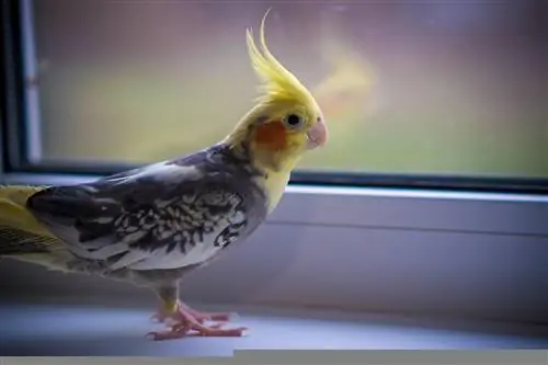 Cockatiel al costat d'una finestra