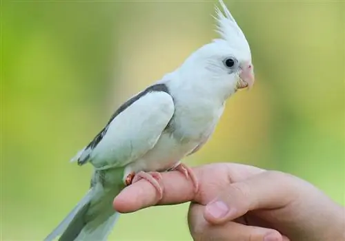 Pájaro cacatúa en la mano de la persona