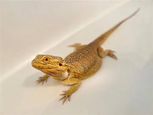 Apakah Bearded Dragon Kencing? Fakta Biologis & FAQ