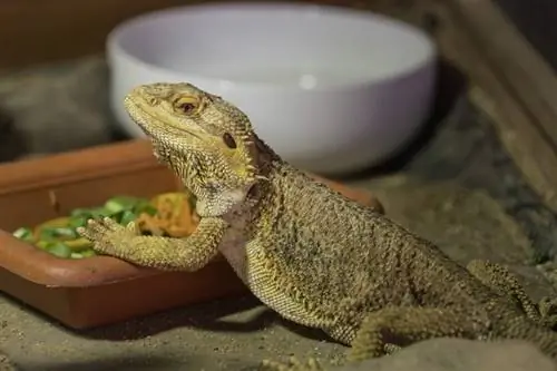 Bearded Dragon sedang makan