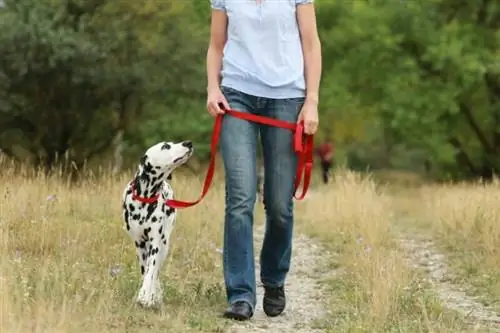 Dalmatijos šuo su pavadėliu vaikšto su šeimininku