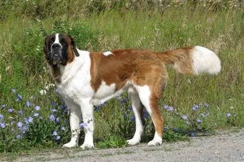 Anjing Saint Bernard di luar rumah