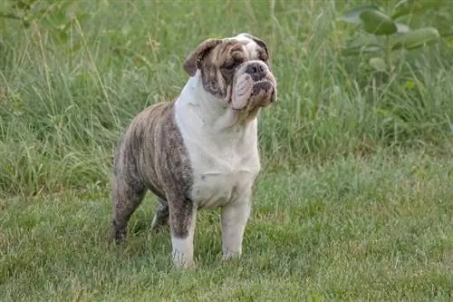 Bulldog ภาษาอังกฤษยืนอยู่บนพื้นหญ้า