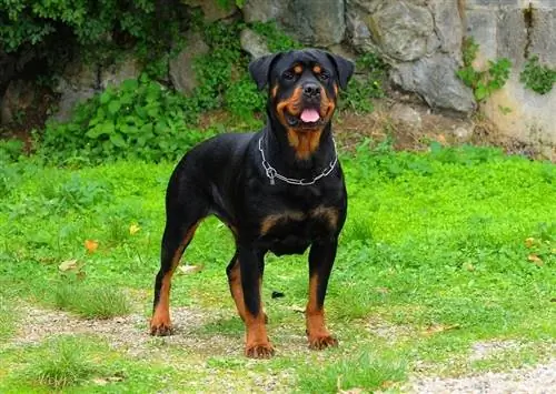 rottweiler đứng