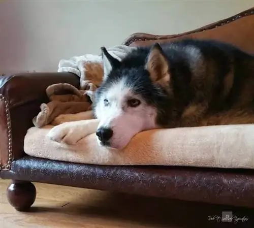 Sofá para perros de bricolaje