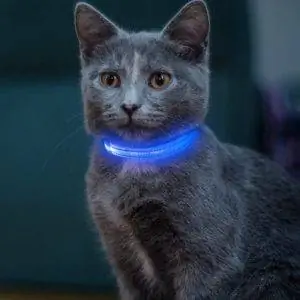 แมวใส่ Vizpet LED Cat Dog Collar USB แบบชาร์จไฟได้