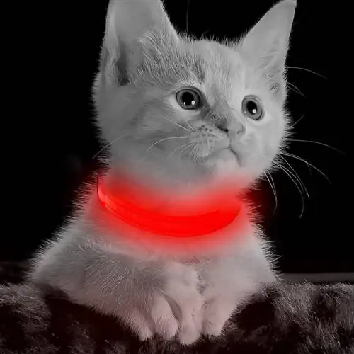 kucing memakai DOMIGLOW Light Up Dog Collars