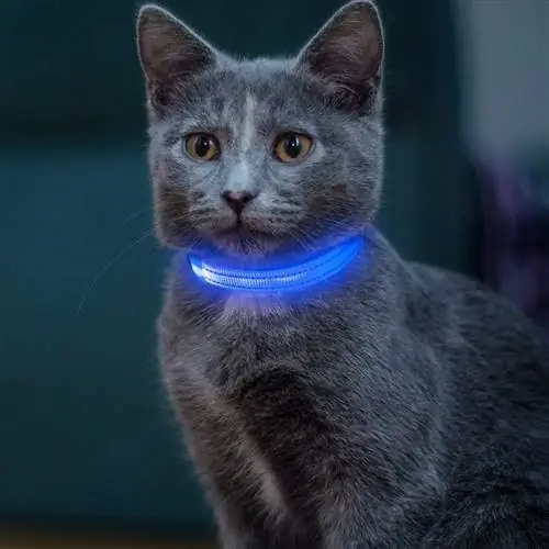 7 Καλύτερες κριτικές LED & Light-Up Cat Collars (Ενημέρωση 2023)