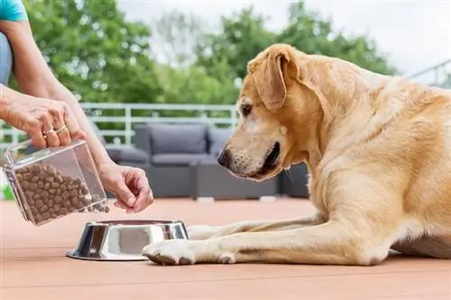 mulher dá comida de cachorro labrador retriever em uma tigela de alimentação