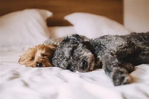 Deux chiens qui dorment