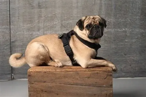 pug trong dây nịt