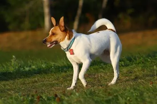 cão Rat Terrier