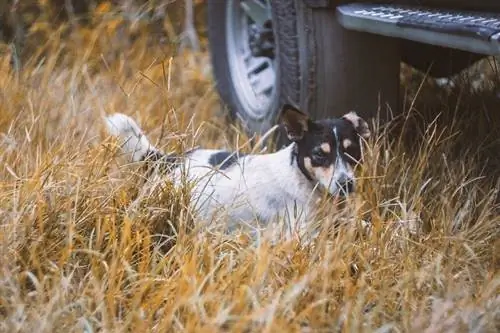 rato terrier