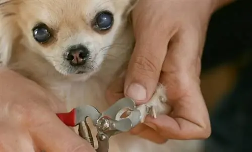 Couper les ongles des chiens