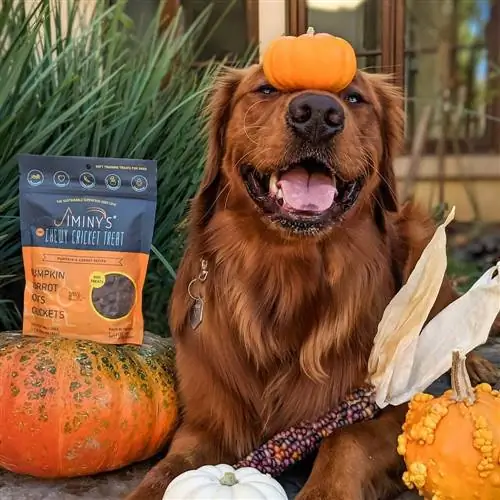 hond lacht met Jiminy's Cricket Cookie Pumpkin & Carrot Recept Chicken-Free Soft Training Dog Treats