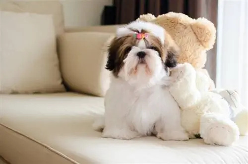 anak anjing shih tzu duduk di atas sofa