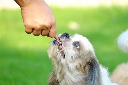 memberi tongkat makanan kepada anjing Shih Tzu