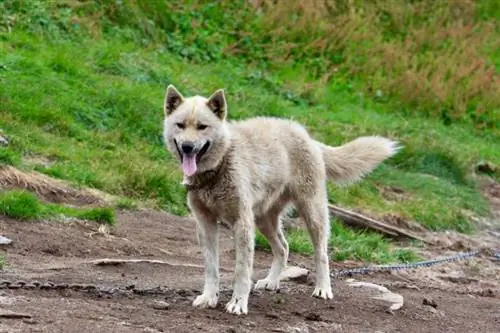 Grönland'da Sisimiut yakınlarındaki Grönland kızak köpekleri