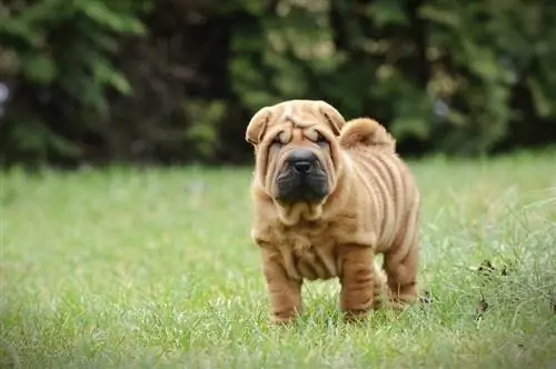 Kinesiskt Shar pei-valpporträtt på garden_Waldemar Dabrowski_shutterstock