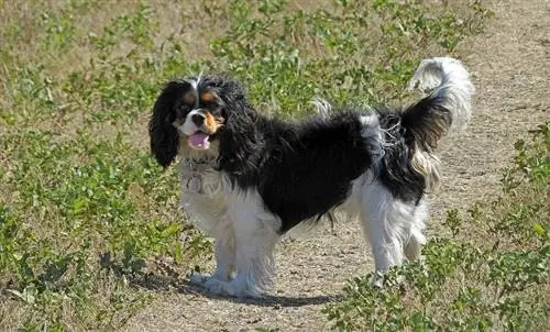 Cavalier King Charles Spaniel που στέκεται σε ένα μονοπάτι