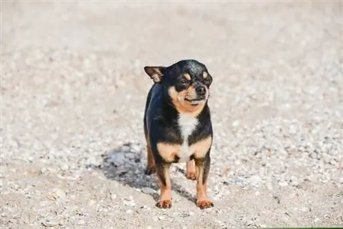 Qeni Chihuahua duke pozuar në një plazh