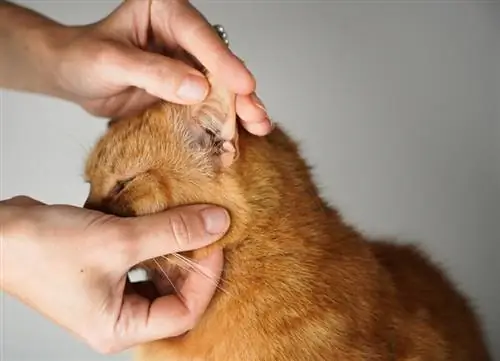 eigenaar controleert kattenoren, inspecteert kattenoren