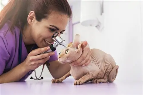 sphynx kattenoren gecontroleerd door dierenarts