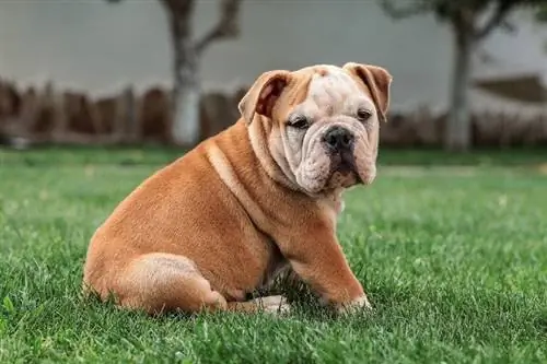 tiếng anh bulldog ngồi trên cỏ