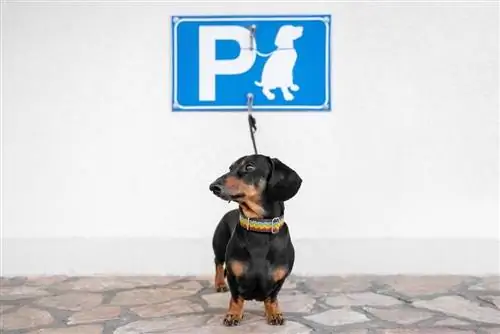 Dachshund jashtë dyqanit parkim për kafshët shtëpiake