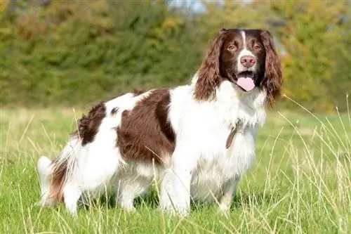 English Springer Spaniel đứng trên cánh đồng