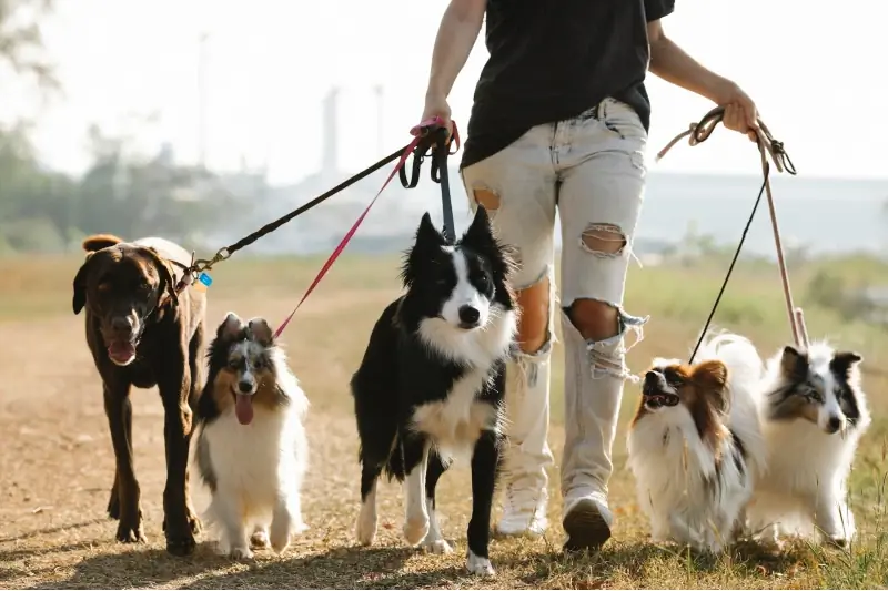 Hoeveel honde mag jy besit? Staats- en nasionale wette