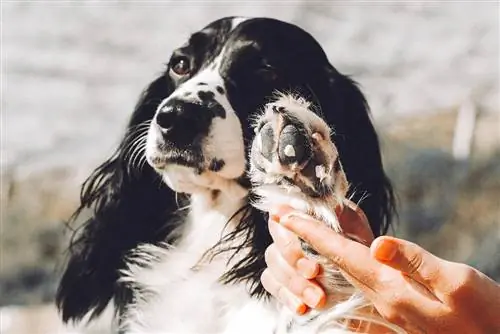 Bevogtigende droë vel op hond se pote