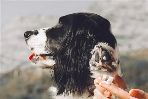 Tropfen Feuchtigkeitscreme auf die Pfotenballen des trockenen Hundes