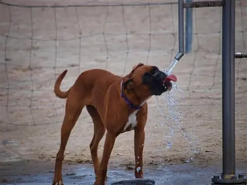 câine însetat care bea apă dintr-o țeavă care curge