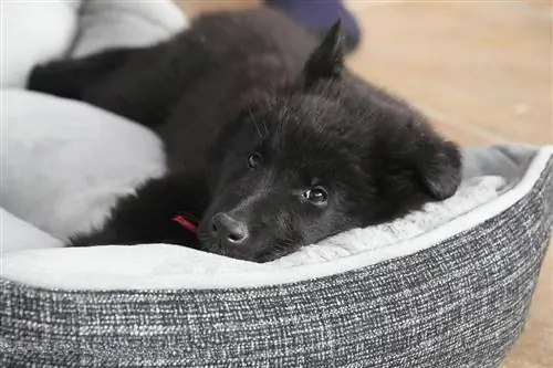 Cachorro preto dormindo em sua cama