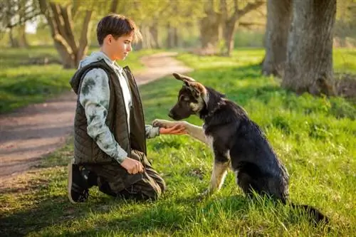 seun met 'n hond stap in die park op 'n sonnige lente-aand