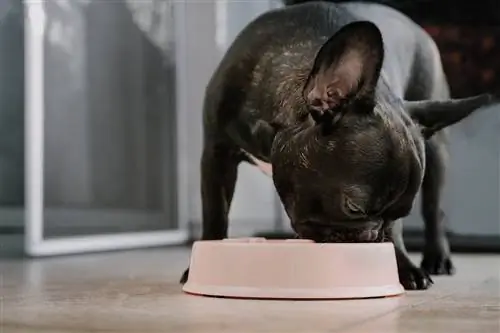 Französische Bulldogge frisst aus Schüssel