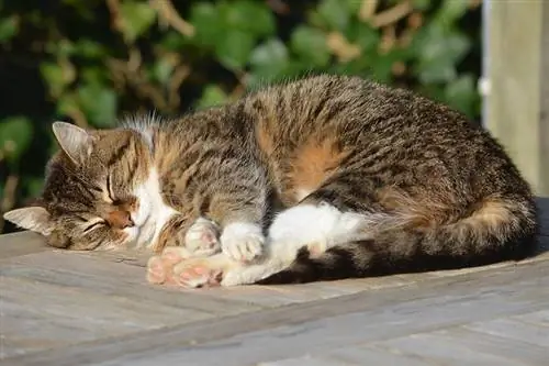 tabby kat sover udenfor