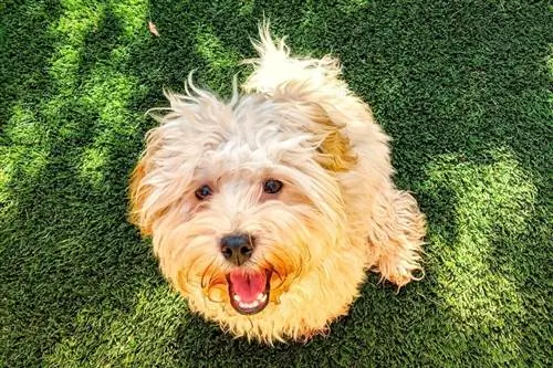 Cucciolo di Havapoo in cortile con erba verde