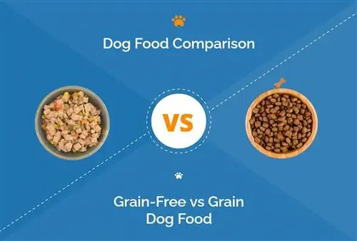 Cibo per cani senza cereali vs cereali: confronto 2023 & Cosa dovrei scegliere?