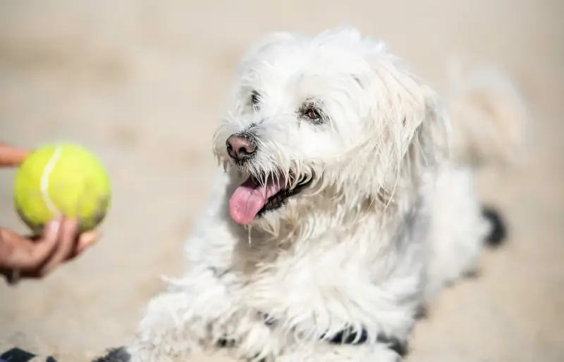 Person trainiert einen weißen m altesischen Hund mit Tennisball am Strand