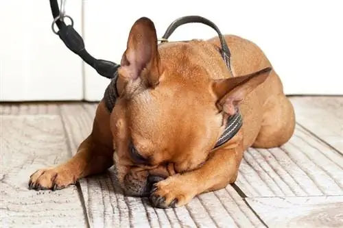 anjing dengan tali kulit punishment_jenny sturm_shutterstock