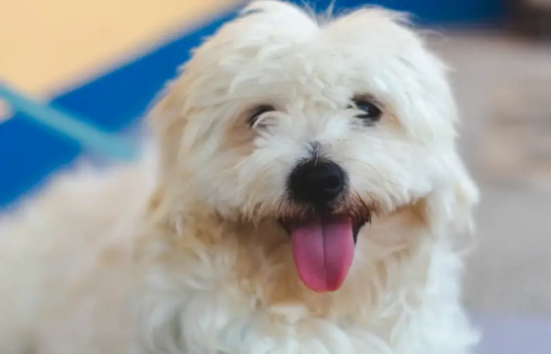 primer plano de un perro m altés blanco