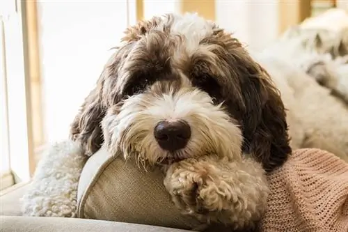 con chó labradoodle nằm trên mặt sau của chiếc ghế dài