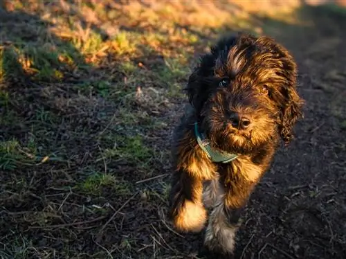 Goldendoodle hund i parken