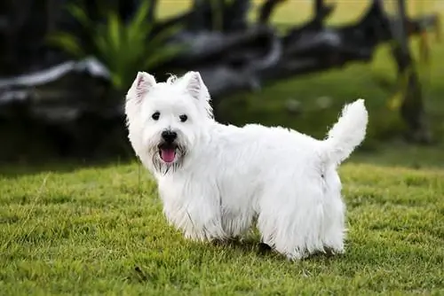 West Highland White Terrier perro de pie sobre el césped