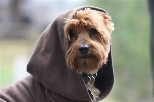 114 nomes de cachorros inspirados em Star Wars: a força está com essas ideias Jedi