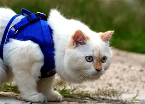 kucing memakai baju zirah biru