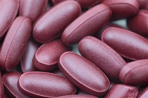 6 Pinakamahusay na Cranberry Supplement para sa Mga Aso 2023 – Mga Review na Inaprubahan ng Vet & Mga Nangungunang Pinili