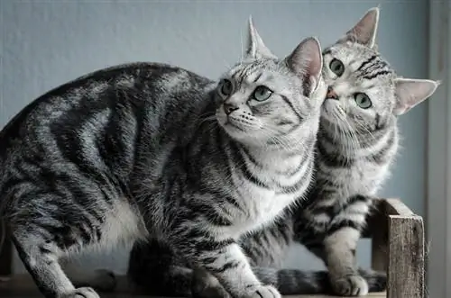 Dois malhado American Shorthair